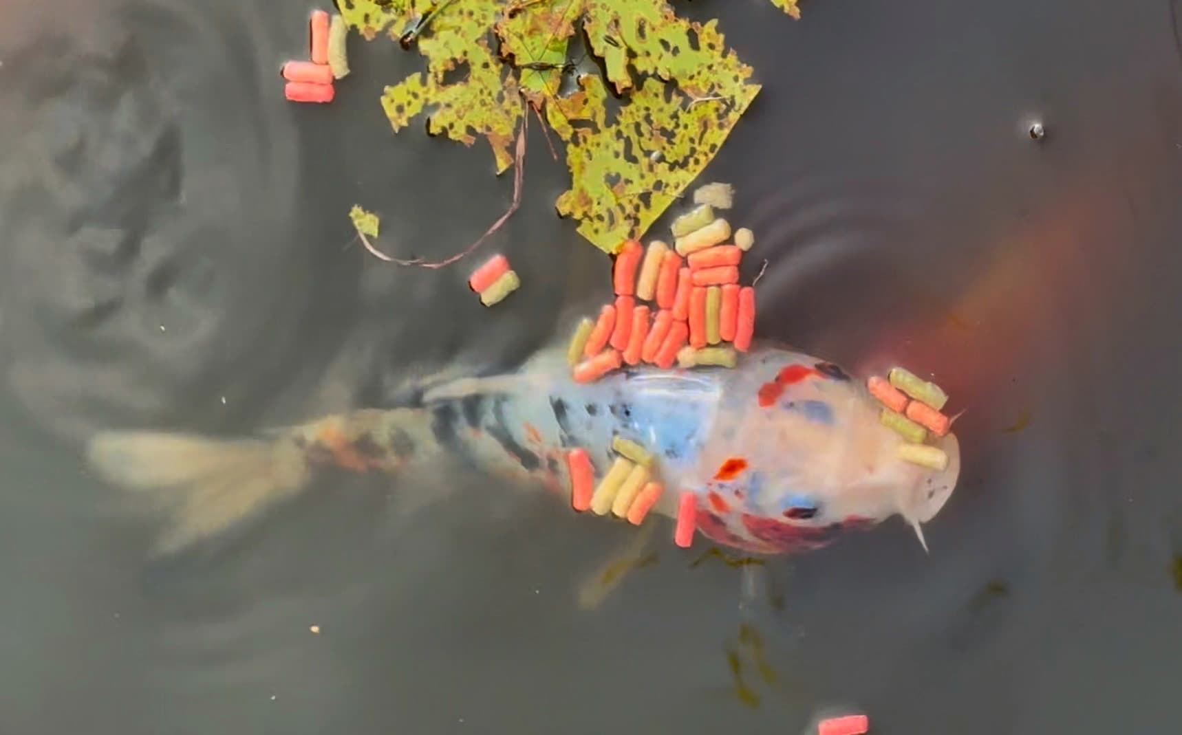 Karpie koi