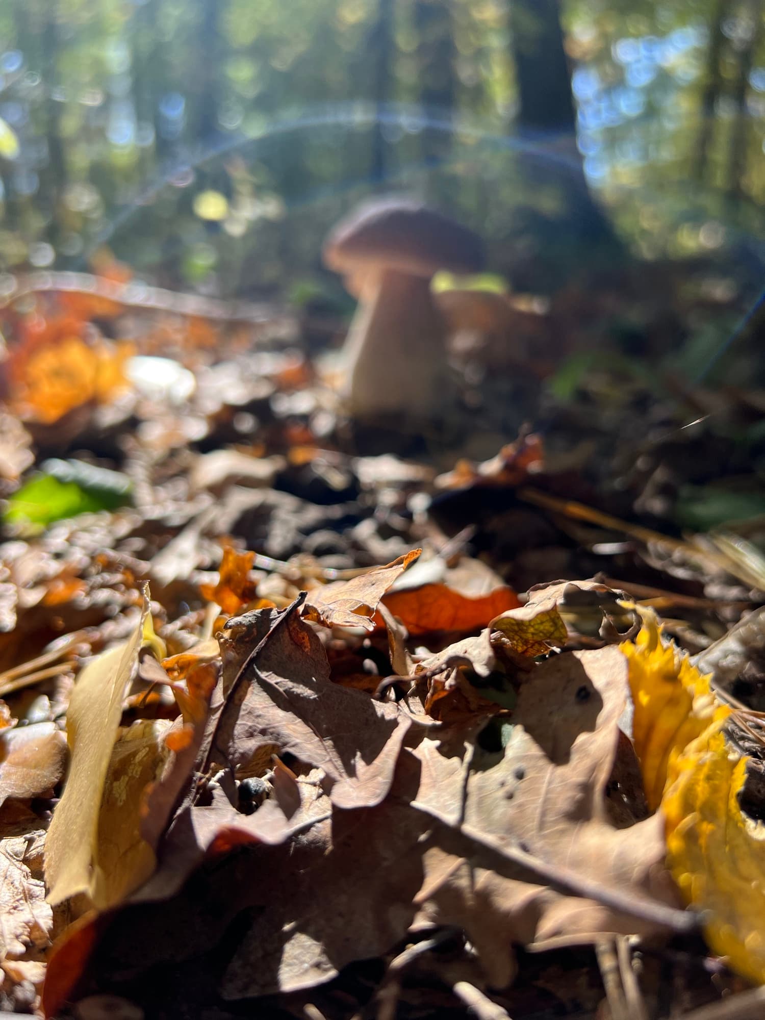 Borowik w jesiennym lesie — artystyczne zdjecie bokeh