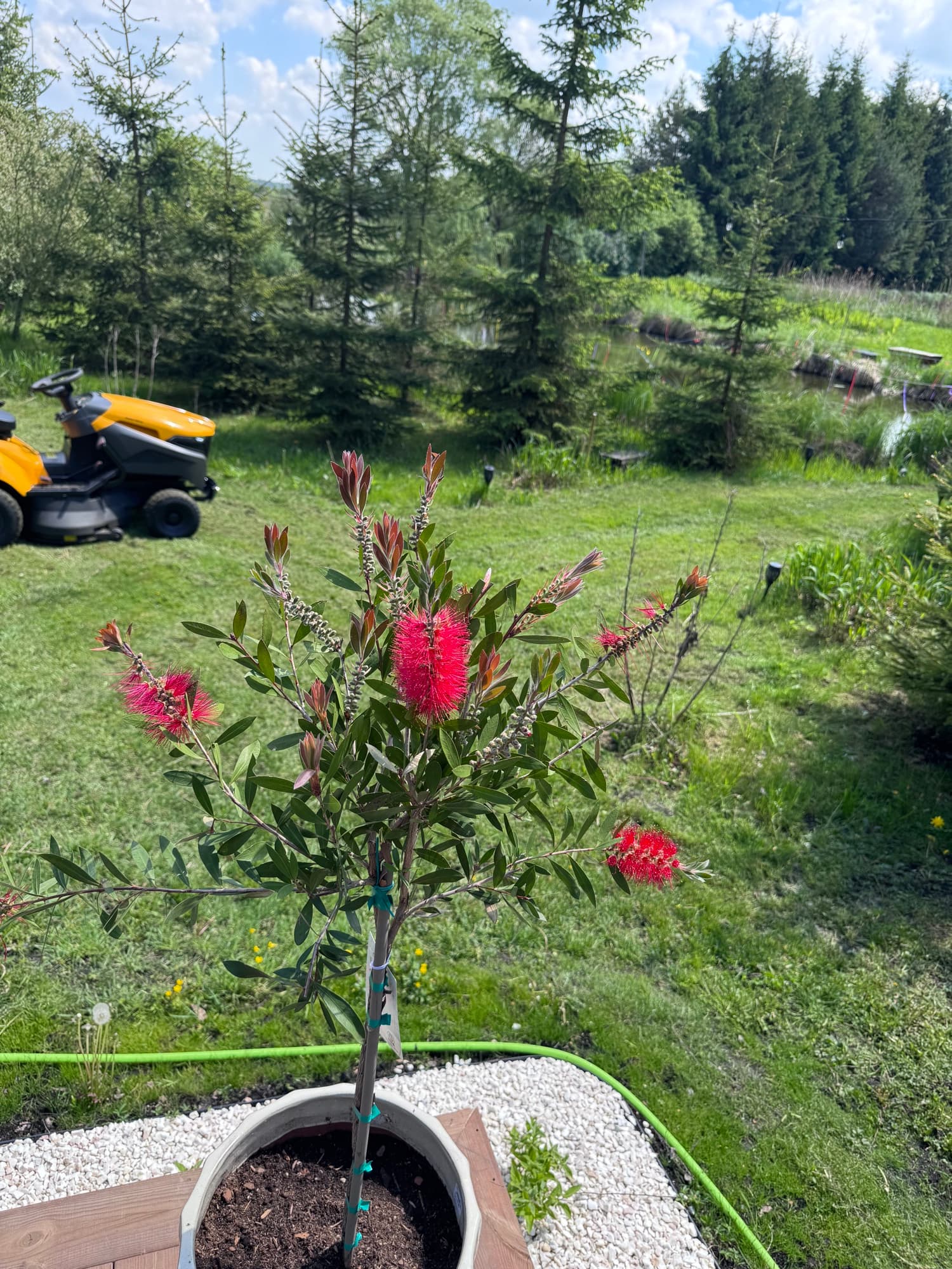 Kallistemon z czerwonymi kwiatami w ogrodzie