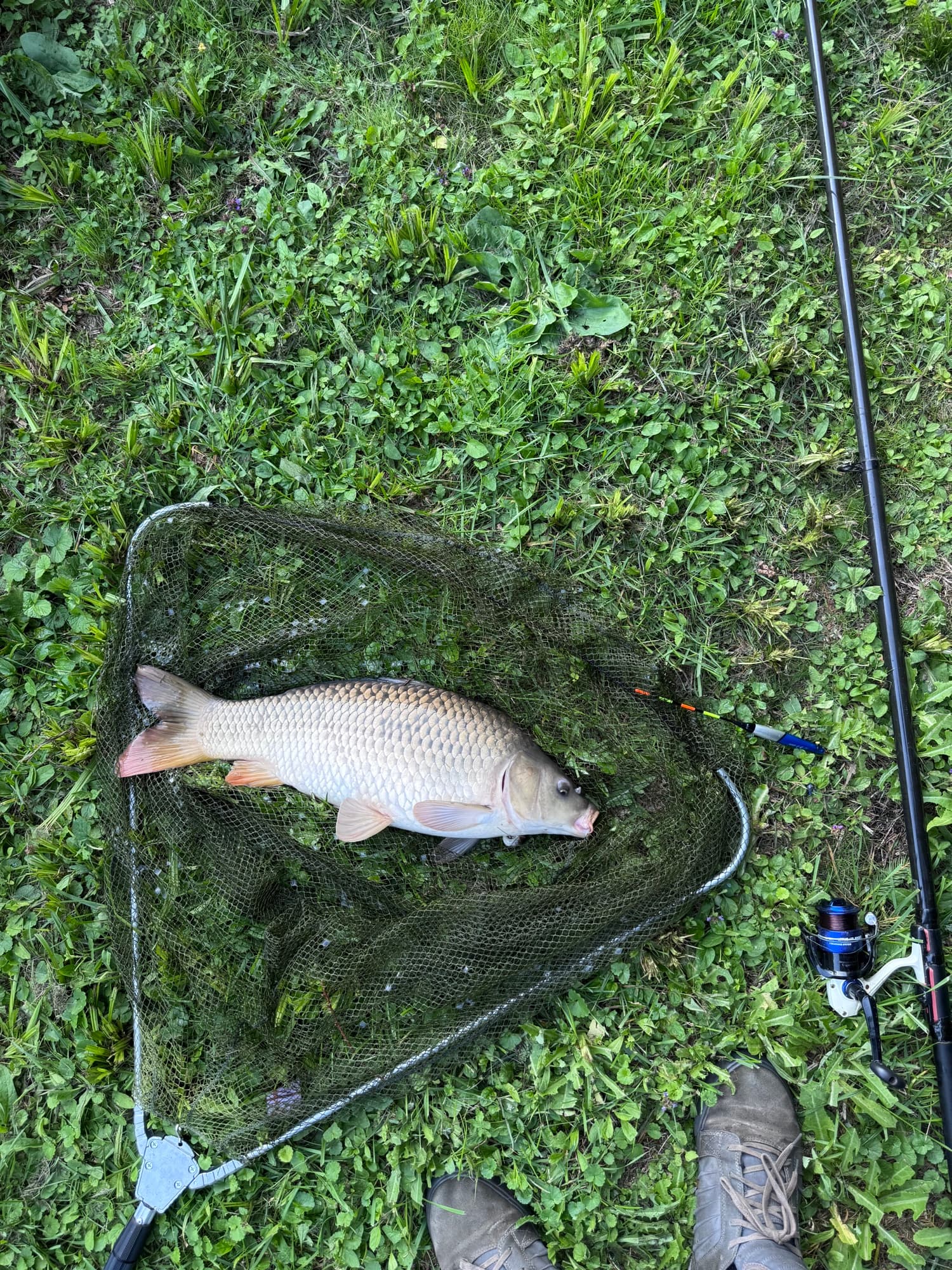 Karp w podbieraku na trawie