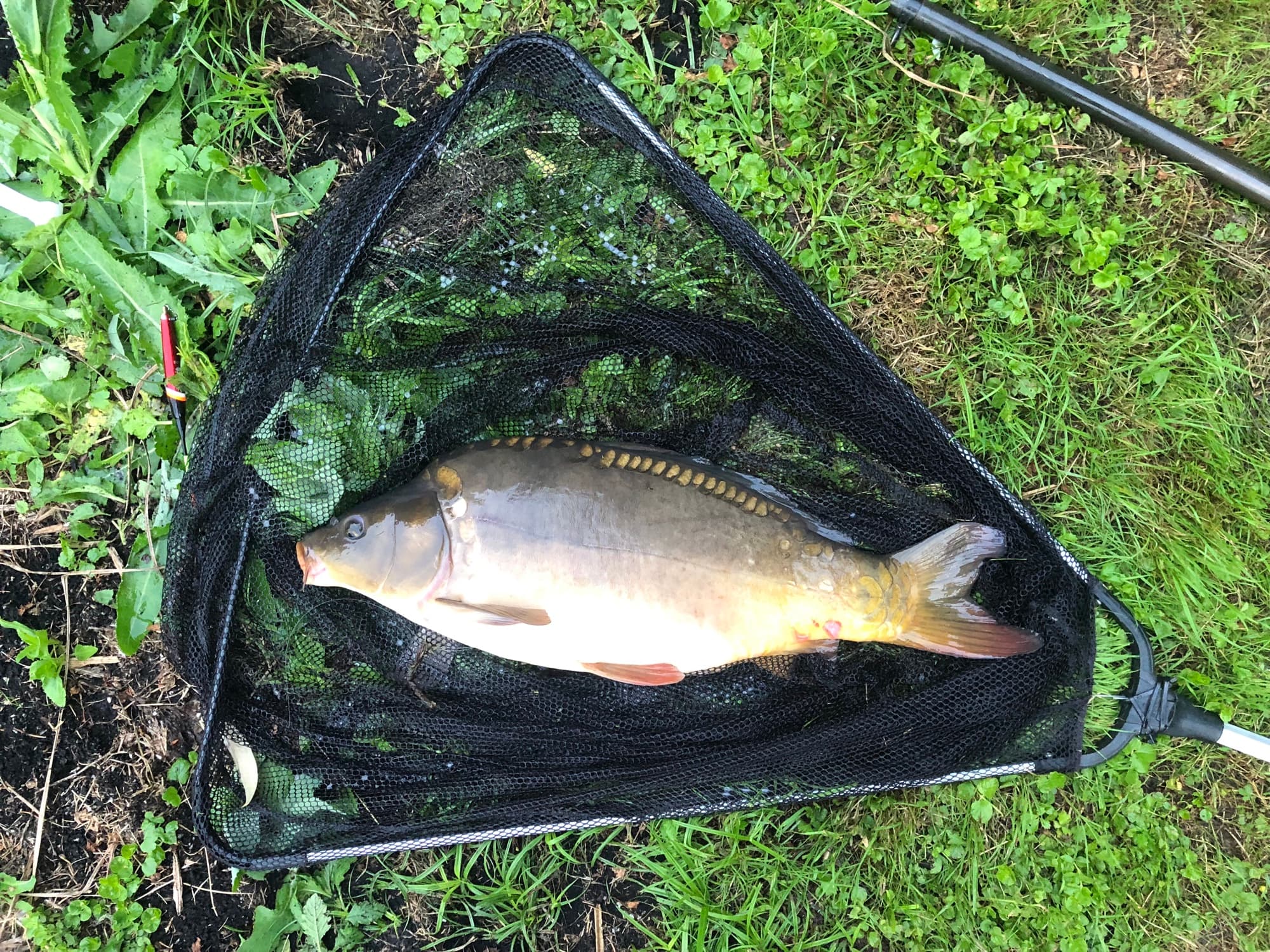 Zlowiony karp w podbieraku na trawie