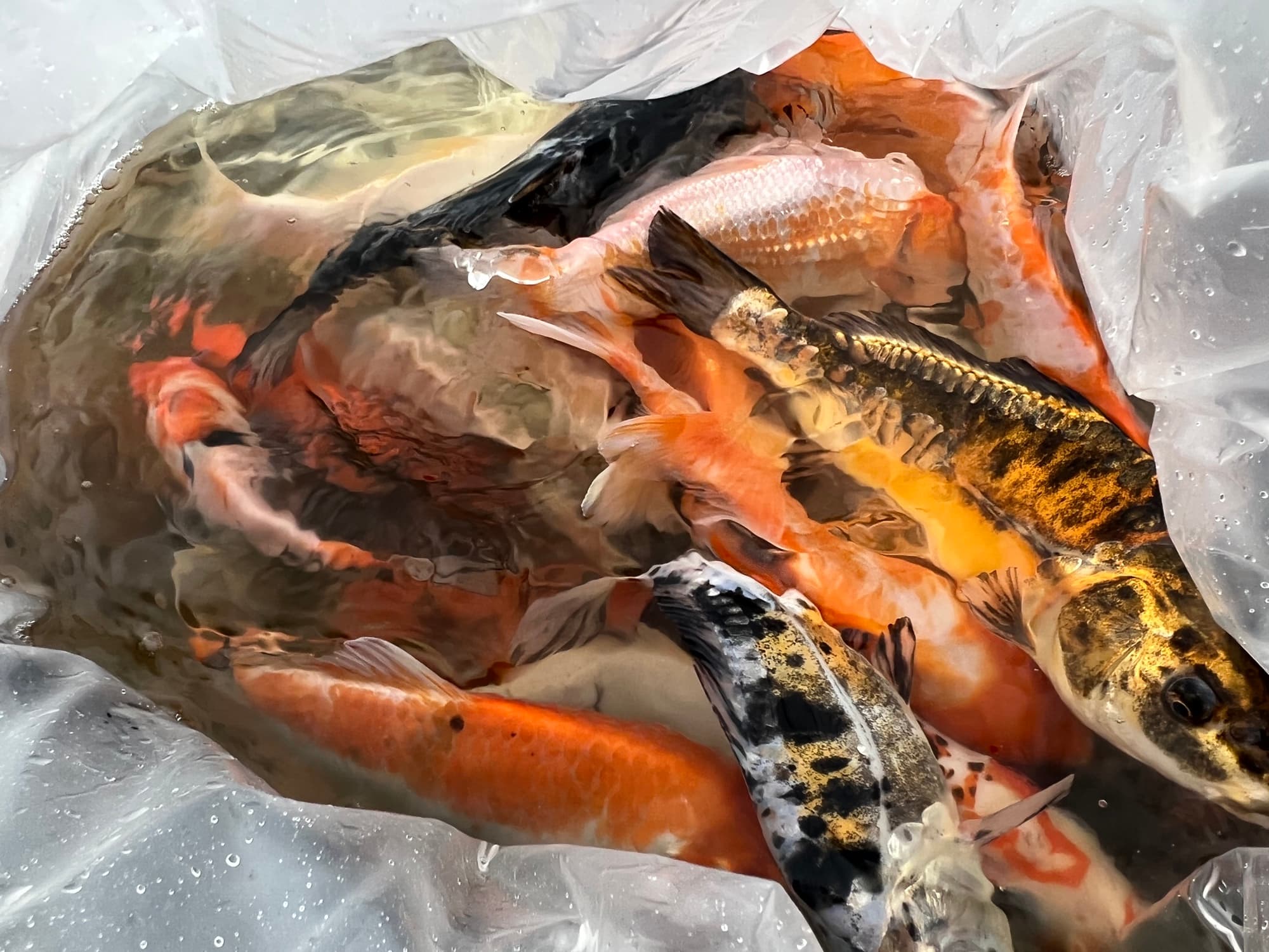 Kolorowe karpie koi w torbie transportowej