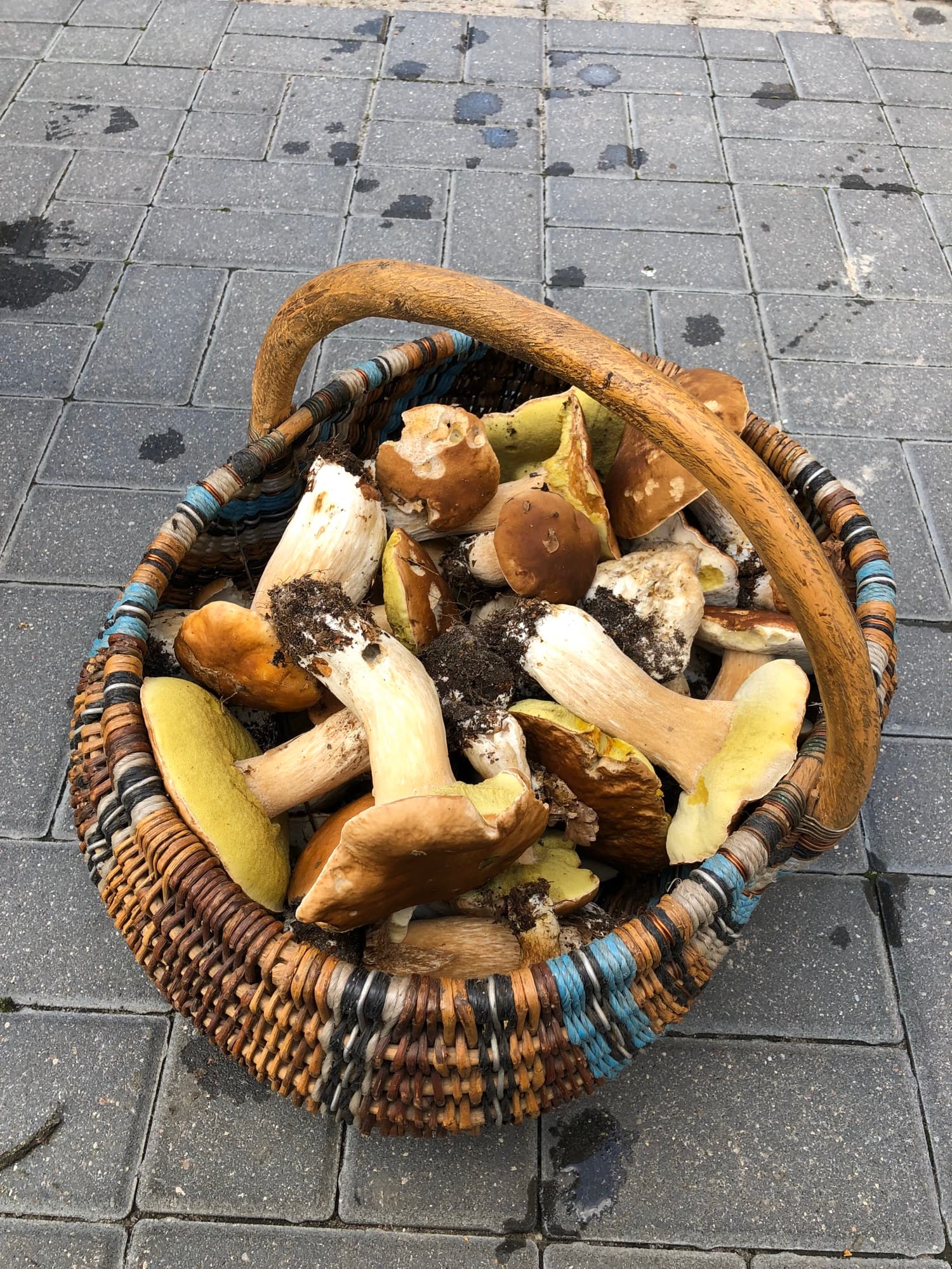Pelny kosz grzybow zebranych w okolicznych lasach