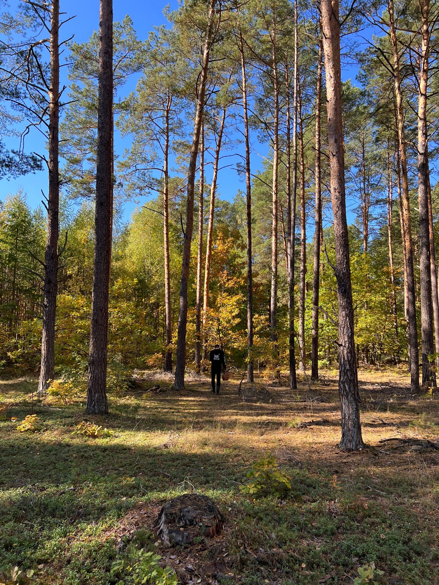 Sosny jesienią — zlote liscie i wysokie pnie