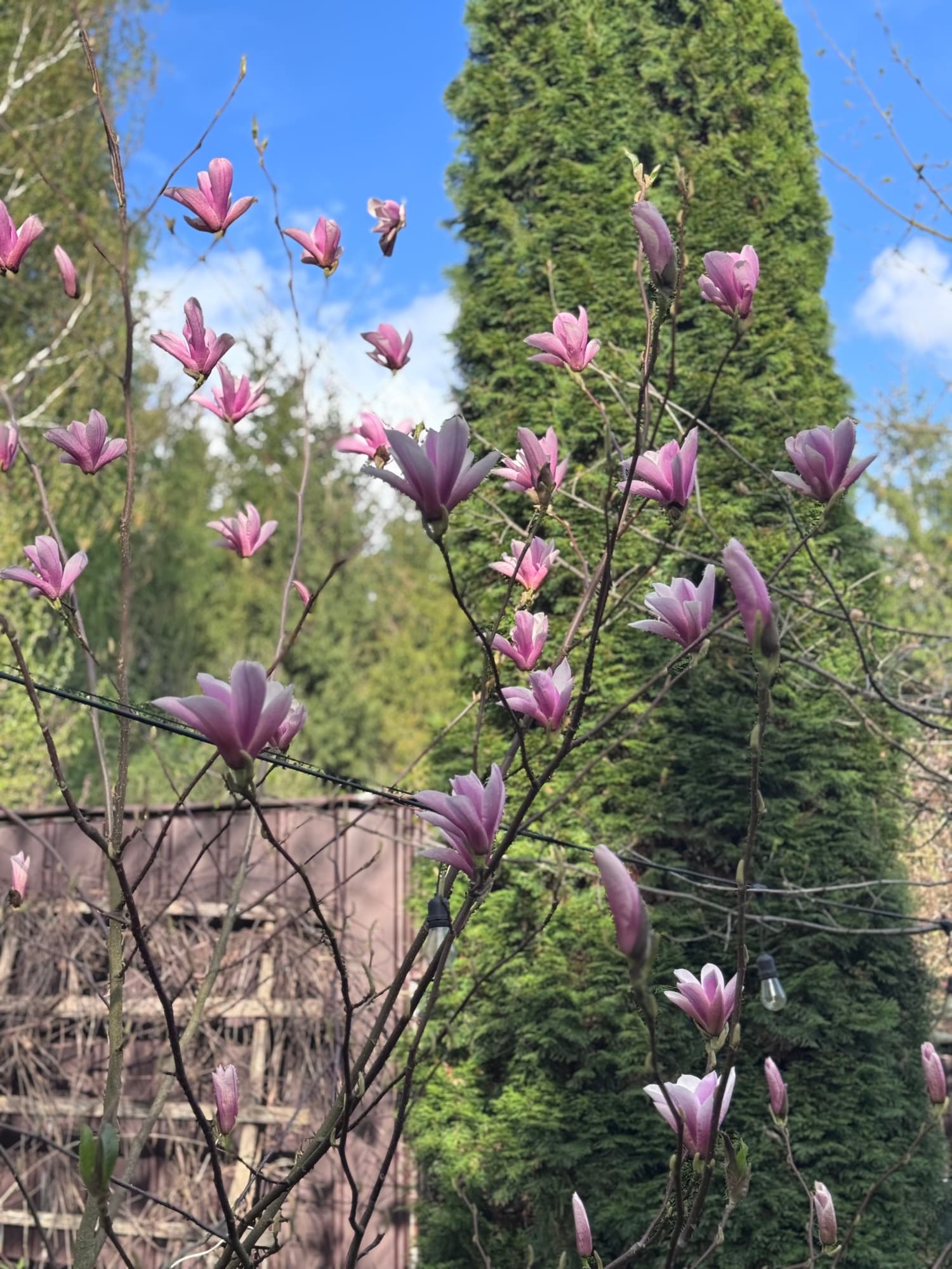 Magnolia z rozowoymi kwiatami w ogrodzie wiosna