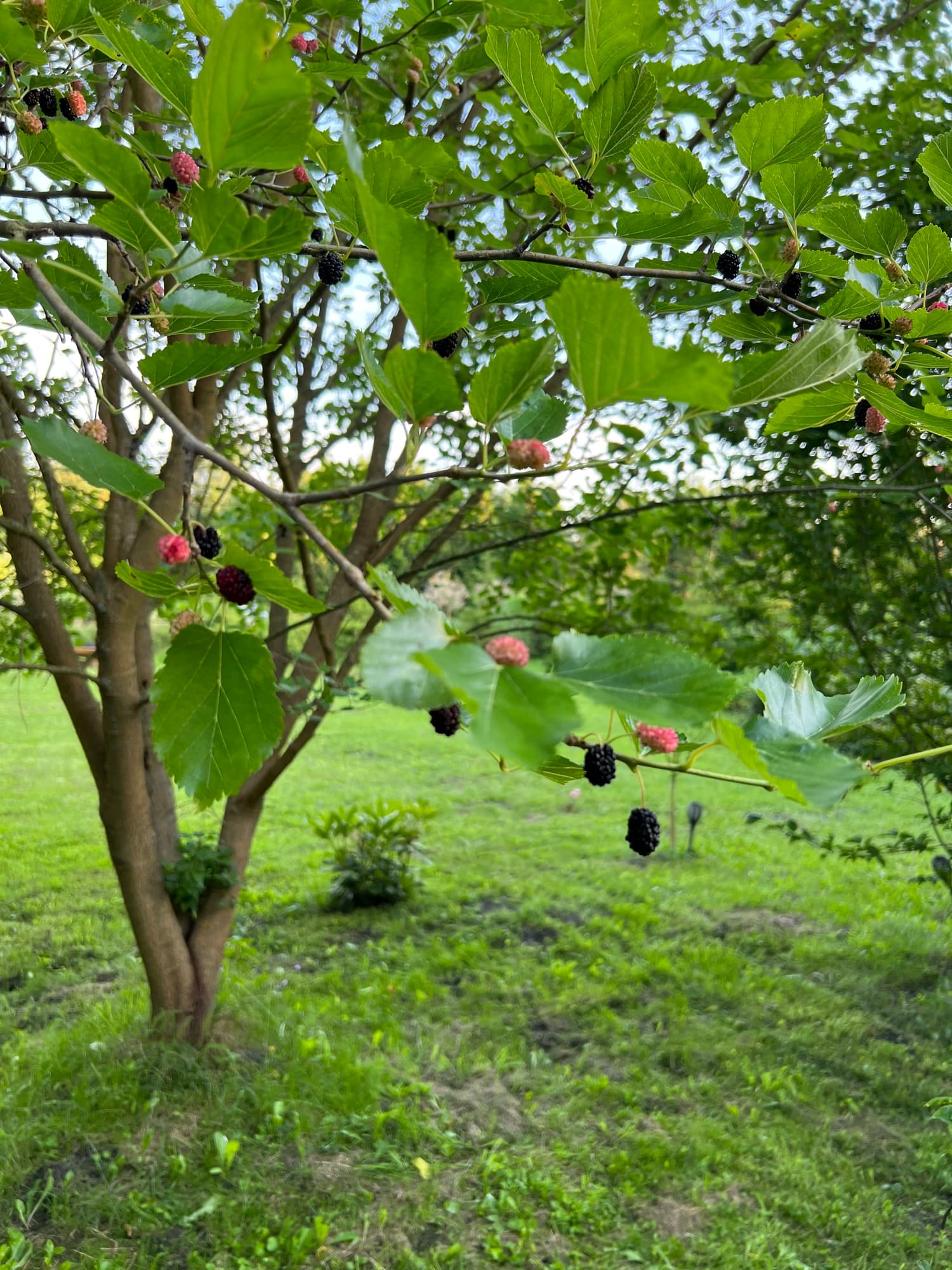 Drzewo morwy z dojrzalymi czarnymi owocami