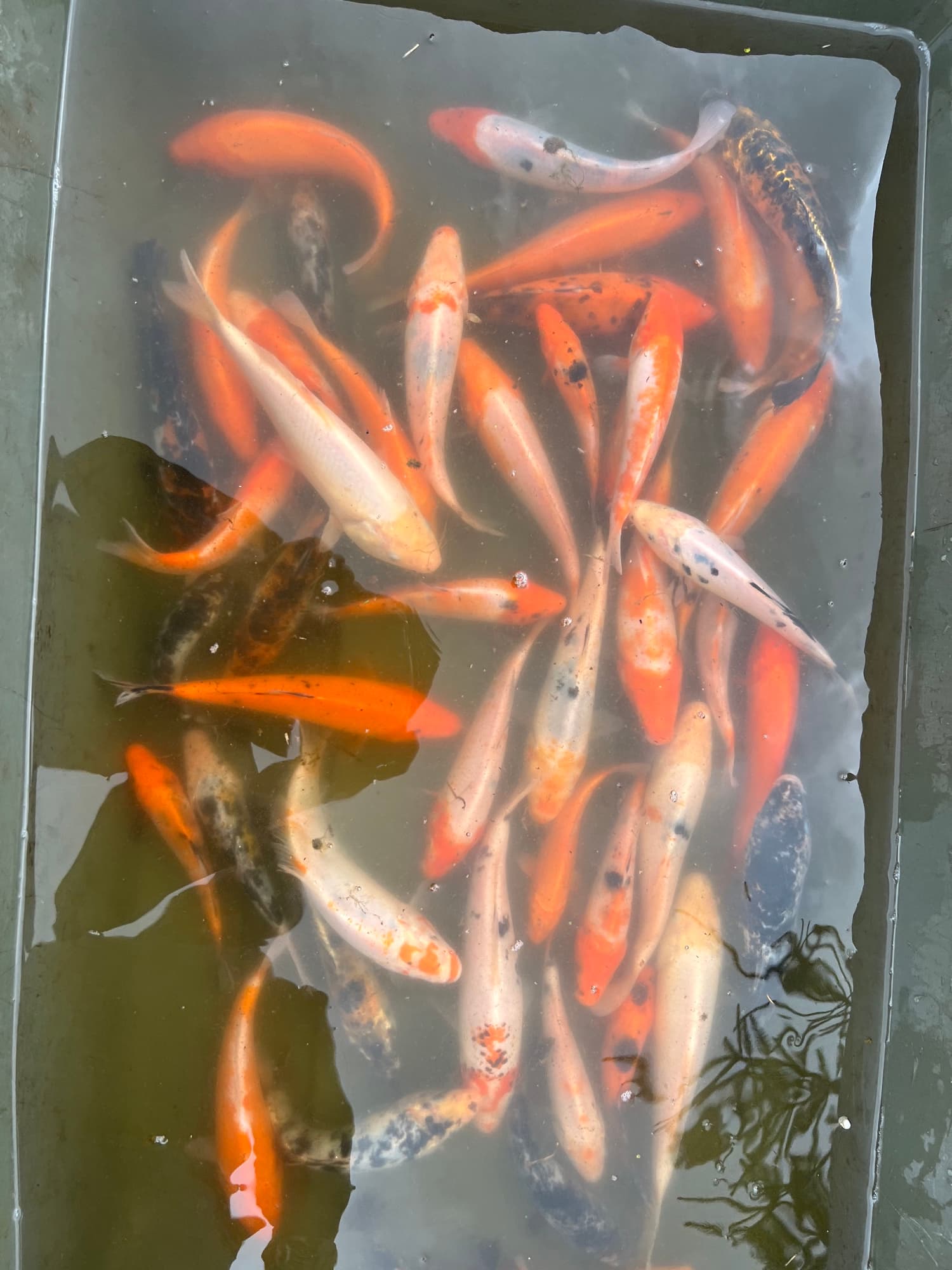 Mlode karpie koi w kuwecie