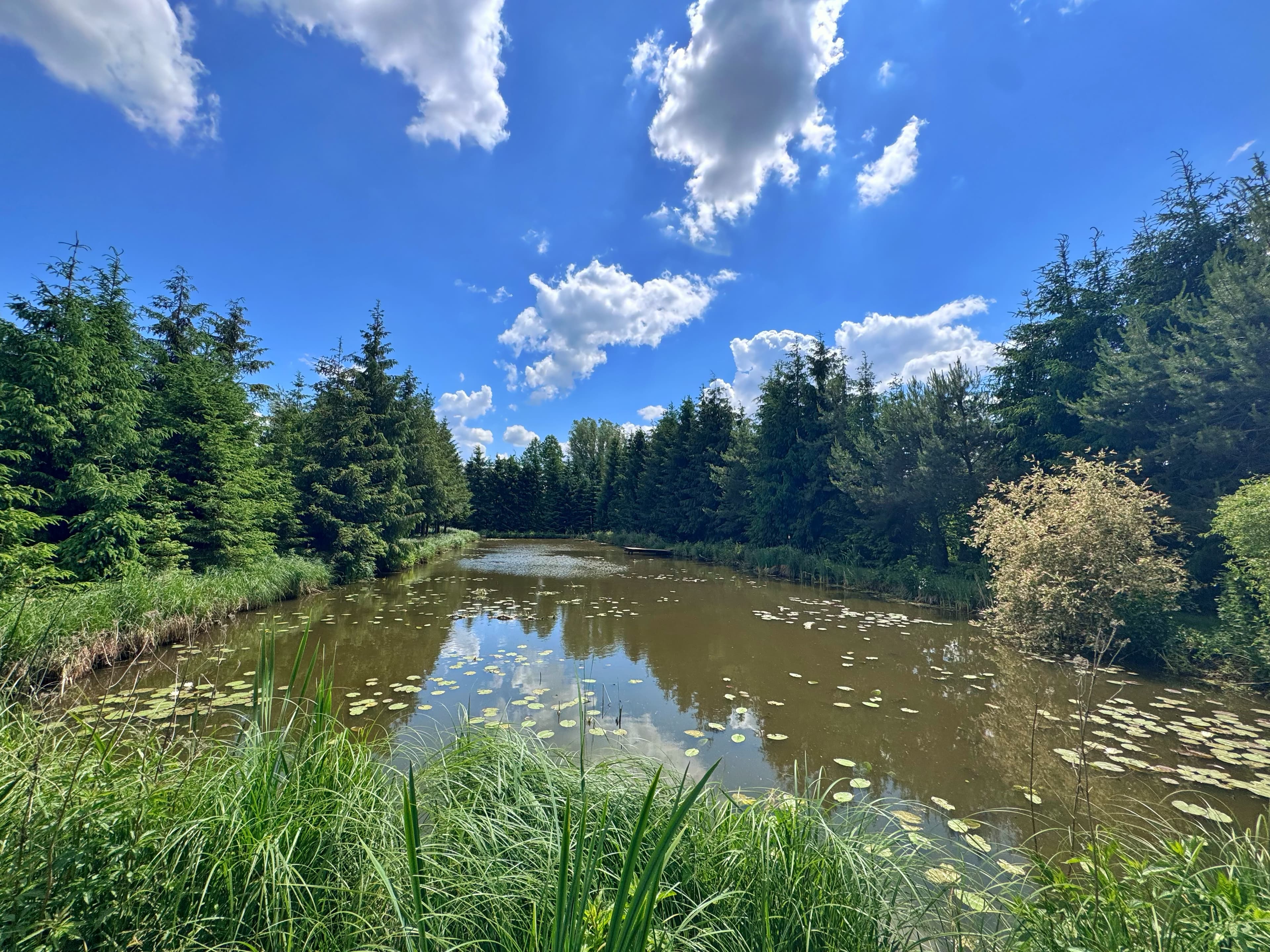 Panorama stawu z liliami wodnymi